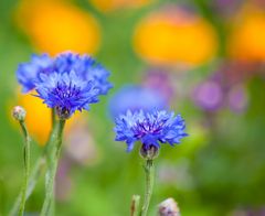 Kornblomsten med sin sterke farge er lekker både for mennesker og insekter, sier gartner Veronika N. Steinsholt