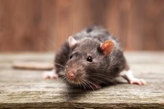 Mus og rotter liker seg også godt innendørs når det blir kjøligere ute.