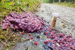 Bjørneskit kan være fylt med bær på høsten. Foto: Tore Solstad/Statens naturoppsyn