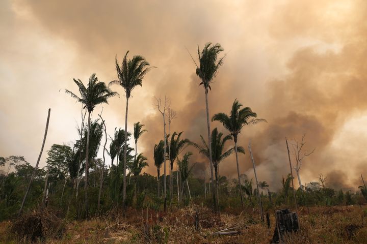 Avskoging og tap av leveområder er blant de største driverne for den pågående masseutryddelsen. Bildet viser en av de flere tusen brannene som ble registrert i Amazonas i 2019. 