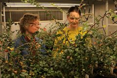 Ane Vollsnes og Astrid Vatne følger plantenes utvikling i Plantelabben ved Universitetet i Oslo. Foto: Eivind Torgersen/UiO