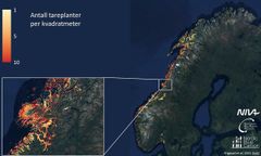 Niva har laget en modell som viser tetthet av tareplanter langs hele Norskekysten
https://geo.grida.no/maps/456/embed