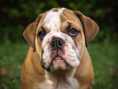 Engelsk Bulldog er en hunderase som er predisponert for  mange ulike arvelige sykdommer. Foto:Pixabay