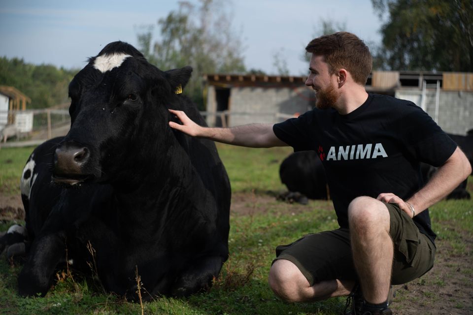 Pressefoto - Niklas Fjeldberg, Kampanjeleder i Anima og en ku