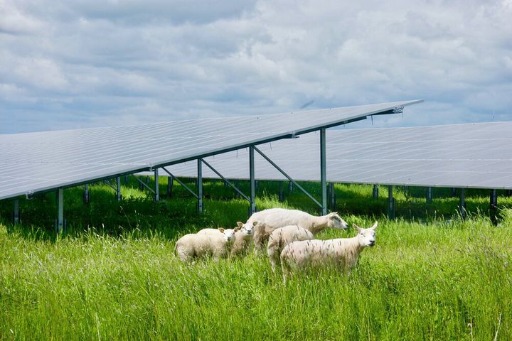 Ved å legge til rette for landbruksvirksomhet i tilknytning til solkraftverkene sikres riktig utnyttelse av areal og god samdrift mellom landbruk og kraftproduksjon. (Bilde: Energeia).