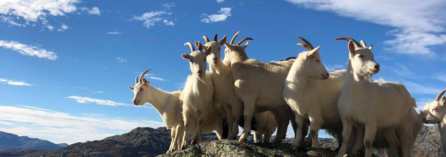 Norsk Sau og Geit (NSG)