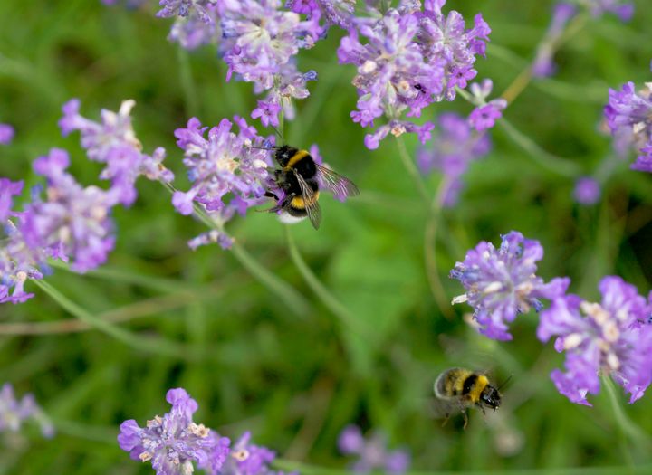 HJELP POLLINATORENE: Hjelp bier og humler i gang ved å så og plante pollinerende planter som de liker. Foto: Anna Lind Lewin