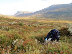 Statens Naturoppsyn (SNO) gjennomfører skadedokumentasjon gjennom beitesesongen. Foto: SNO/Miljødirektoratet