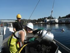 Maria Kaurin undersøker havbunnen for miljøgifter.