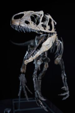Original skeleton of the youngest allosaurus ever found "LITTLE AL" in the Dinosaur Museum Altmühltal. ©Manuel Ringlstetter, Dinosaurier Museum Altmühltal