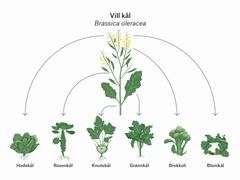Den ville kålen Brassica oleracea vokser i kystområder i Sør- og Vest-Europa. Dagens ulike kålsorter er avlet frem fra den ville arten. Man har selektert ulike plantedeler, som blader, stilk, sideknopper eller blomster. Slik har vi fått de ulike kålsortene vi kjenner i dag. Illustrasjon: NHM.