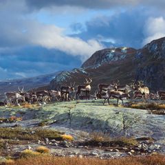 Rein fra Jotunheimen er nå en beskyttet geografisk betegnelse. Foto: Stiftelsen Norsk Mat/Caroline Roka