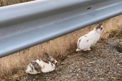 Kaniner funnet dumpet langs med vei. Foto: Dyrebeskyttelsen Norge Nord-Jæren.