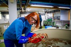 Prosjektleder Grete Lorentzen kan slå fast at resultatene viser god vekst og god trivsel, det vil si at krabbene økte fra ca 500 gram til 800-1000 gram etter to år. Foto: Lars Åke Andersen/Nofima