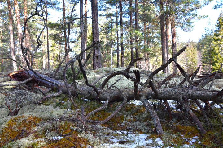 Verneverdig gammelskog i Ramsås ved Follsjå, Telemark. Foto: Tor Bjarne Christensen