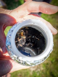 Insektene som samles inn vil bli DNA-analyser for å kartlegge hvilke arter som har gått i fella. Foto: Preben Danielsen/Miljødirektoratet.