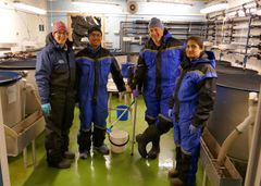 I april testet forskere ulike doser på laks på Havbruksstasjonen i Tromsø. Fra venstre Mette Breiland og Carlo Lazado fra Nofima, og Sigurd Hytterød og Saima Nasrin Mohammad fra Veterinærinstituttet. Foto: Nofima.