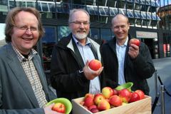 I denne eplekassen ligger kanskje eplesorten som kan gi den norske epleproduksjonen et løft