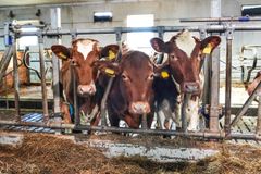 Aldri har salget av antibakterielle veterinærpreparater til landdyr vært lavere enn i 2022. Det viser resultatene fra Norsk overvåkingsprogram for antibiotikaresistens i mikrober fra fôr, dyr og næringsmidler (NORM-VET). Illustrasjonsfoto: Mattilsynet.