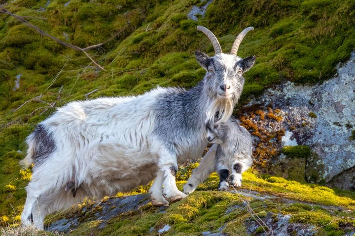 Klagesaksenheten i Mattilsynet har avgjort at geitene på Kvist kan avlives, selges eller overdras til ny eier. (Foto: Odd Arild Løseth)