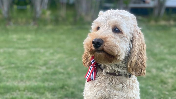 17. mai kan fort bli en stressende dag for hunden. Mattilsynet oppfordrer deg til å la den slippe folkemengder og høyt lydnivå.