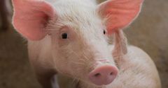 Det er ikke påvist MRSA i norske svinehold på seks år.