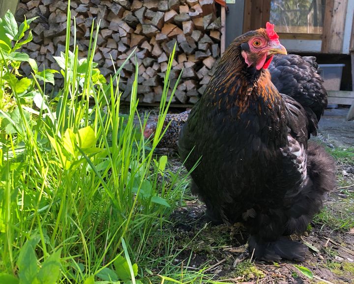 Mattilsynet opprettholder infisert sone i Rogaland på bakgrunn av smittesituasjonen i Norge og i landene rundt oss.