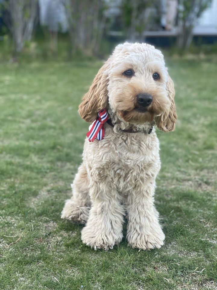Store folkemengder, høy korpsmusikk, vaiende flagg og barn som løper, kan utløse stress og frykt hos hunder. Det er viktig at du som hundeeier tar hensyn til hundens behov på 17. mai.