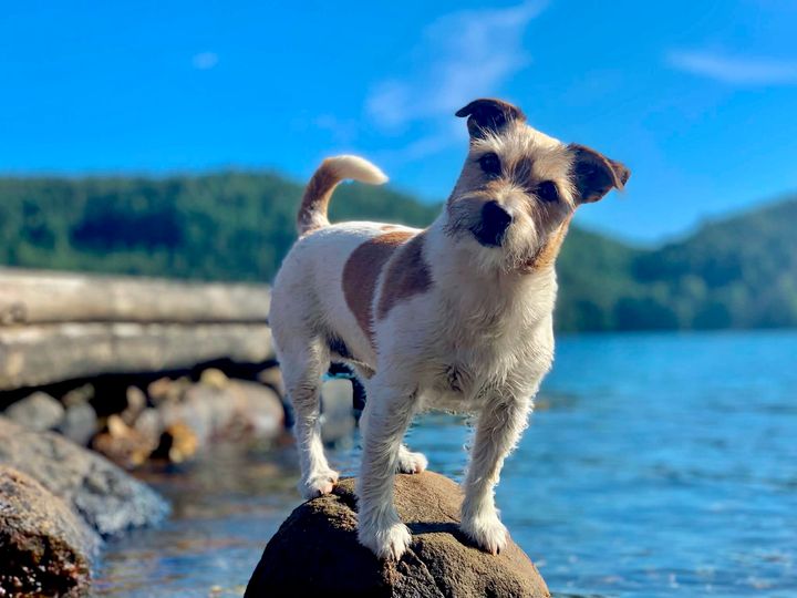 Hunder kan bli utsatt for flere alvorlige sykdommer på reise. Hundeeiere må sørge for nødvendige forebyggende tiltak dersom de velger å reise med hund.
