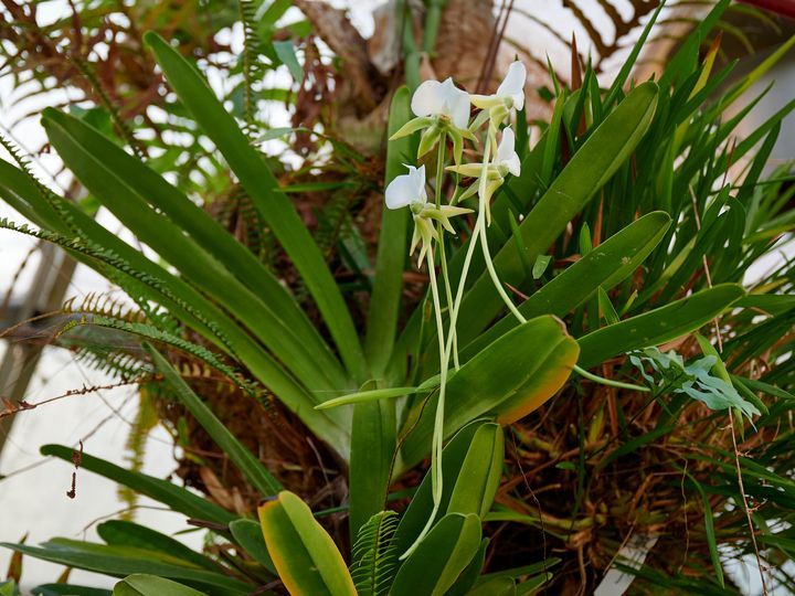Bildet av hvit orkidee