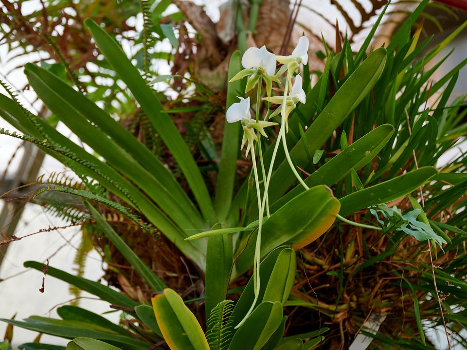 Orgide Nå blomstrer en helt spesiell orkidé i Botanisk hage | UiO ...
