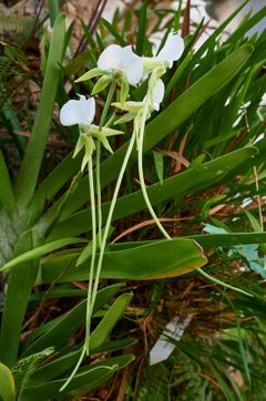 Orkidéen Angraecum longicalcar blomstrer i Victoriahuset i Botanisk hage