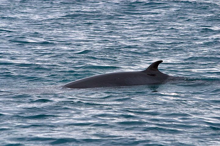 Det fins meir enn 100 000 vågekval i Nord-Atlanteren.