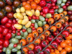 Gule, grønne, orange, lilla og rød. Norske tomater kommer i en rekke farger.