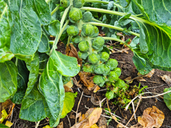 Slik ser rosenkålplanten ut på åkeren.