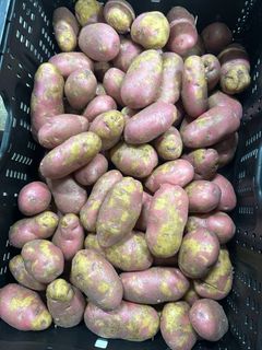 Årets poteter fra Trøndelag sliter med skallkvaliteten, men smaken er god.