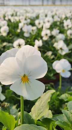 Stemorsblomst fra Grude Gartneri