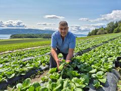Gjermund Kristoffersen er daglig leder på Elstøen gartneri som blant annet dyrker trendgrønnsaken pak choy.
