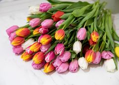 Med tulipaner i gave kan det ikke gå galt