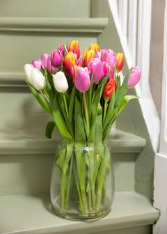 Tulipaner er vakre og fargerike