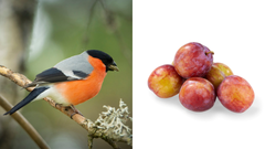 Dompap og plommer er en dårlig kombinasjon.