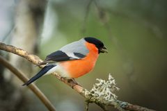 Dompap. Vakker, men dårlig nytt for plommeknopper.