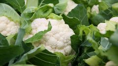 Norsk blomkål er nå i sesong!