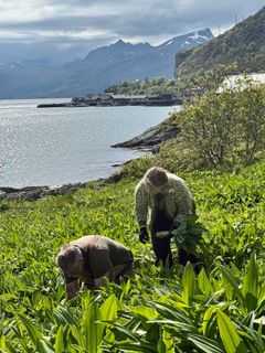 I vakre Lofoten høstes en av Norges mest eksklusive råvarer