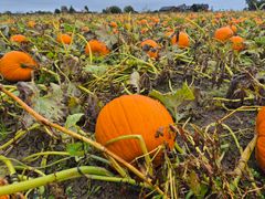 Et Halloween-gresskar på jordet før innhøsting