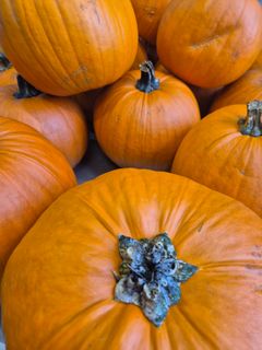 Halloween-gresskar klar for å bli pynt