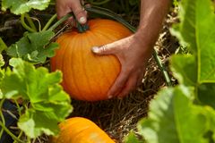 Et Halloween-gresskar blir plukket på åkeren