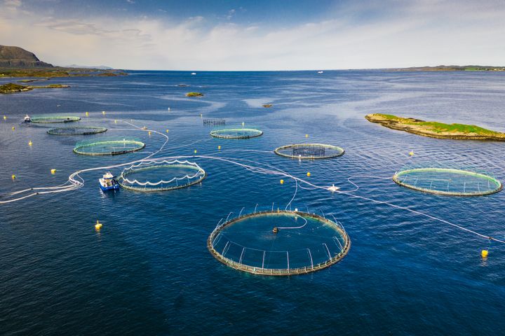 Akvakultur pekes på som en viktig fremtidsnæring. Men en ny undersøkelse viser at bransjen møter unødig kompliserte tillatelsesregler.