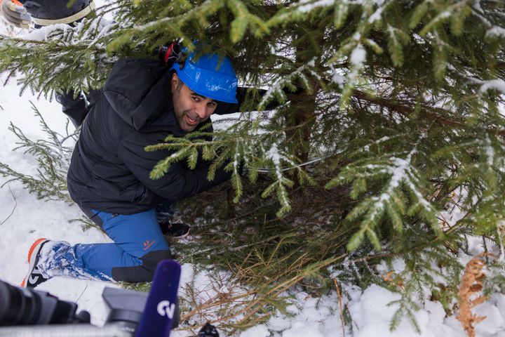 Stortingspresident Masud Gharahkhani sitter på huk under en snøkledt gran mens han feller treet med håndsag.