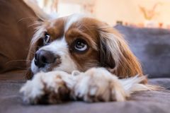 DET BRITISKE PARLAMENTET: Dyrebeskyttelsen Norge snakker i det britiske parlamentet tirsdag kveld 12. desember om sitt mangeårige arbeid mot uetisk hundeavl.